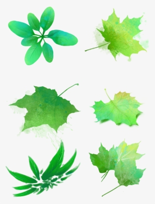 Hojas Verdes Acuarelas Manchas Png Y Psd - Maple Leaf