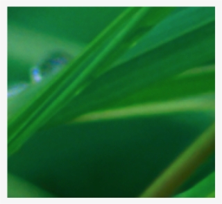 Logo - Macro Photography