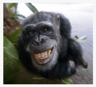 In Some Simple Competitive Scenarios, Chimpanzees Have - Chimp Smile