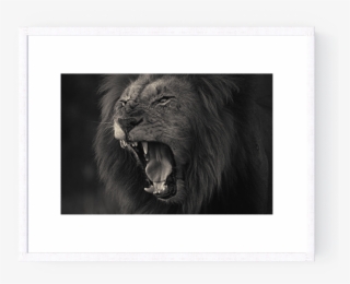 Photo Kruger Lion - Masai Lion