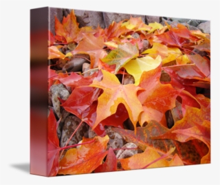 Autumn Leaves Art Prints Red Orange Yel - Maple Leaf