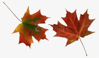 Free Png Autumn Leaves Png Images Transparent - Hojas De Otoño Png