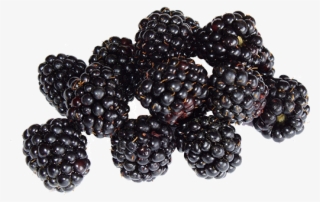 blackberries - buah beri