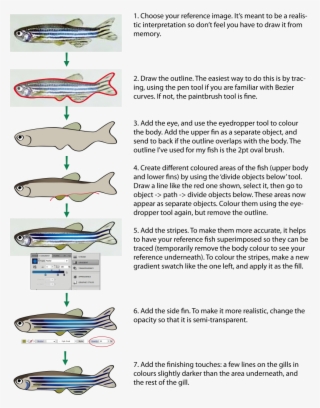 A Tutorial On Drawing A Relatively Realistic Fish In - Draw A Zebrafish