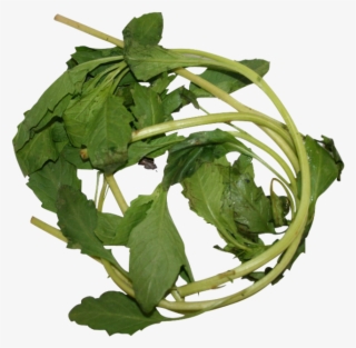 Apazote Fresh Herb - Leaf Vegetable