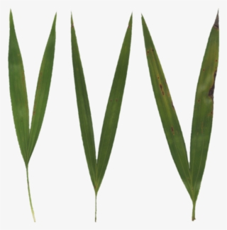Grass Blades - Grass Blade Texture