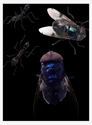 Check Out The Complete Collection Of Insect Free Png - Membrane-winged Insect
