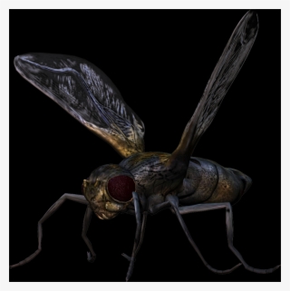 Check Out The Complete Collection Of Insect Free Png - Dragonfly