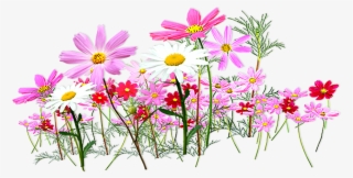 Free Floral Garden Transparent Designs Clip Art