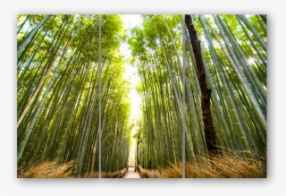 Triptych Template2 - Bamboo