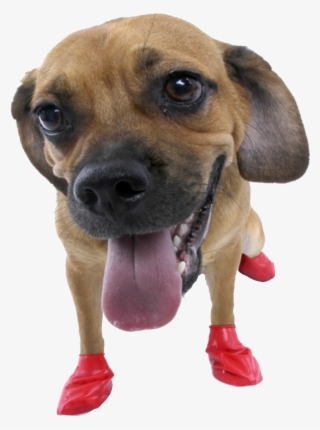Dog Sticker - Rubber Boots For Dogs