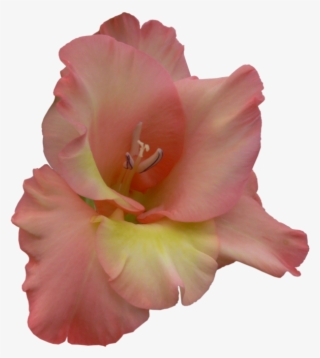 Orange Gladiolus - Lily
