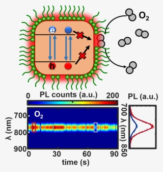 A Mechanistic Study Of Single-particle Photoluminescence - Circle