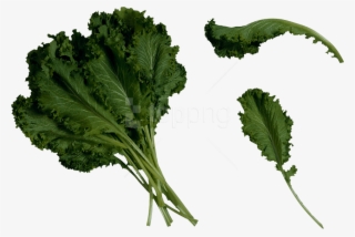 Download Salad Png Images Background - Kale Clipart Transparent Background