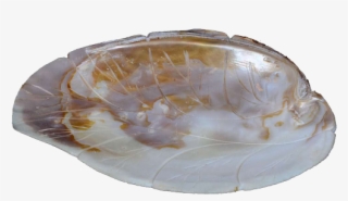 Sea Shell Leaf Shaped Designer Platter - Fountain