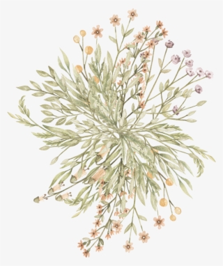 Flower Illustration - Grevillea 'moonlight'