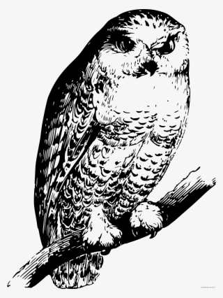 Black And White Owl Clipart - Screech Owl