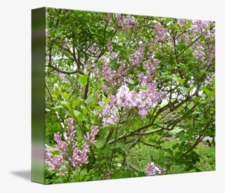 Clip Royalty Free Library Lilac By Linda Brittain - Lilac