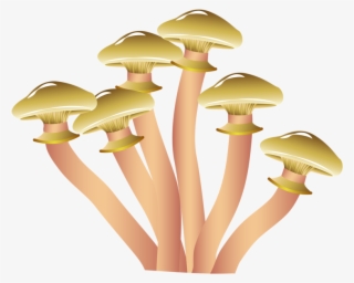 800 X 620 2 - Popular Mushrooms