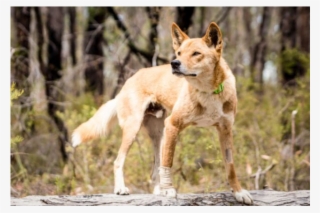 Donate To Petrescue - Swift Fox