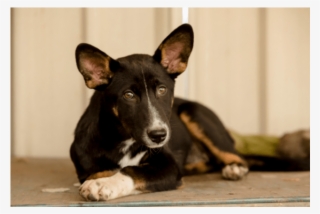 Photo Of Amber - Companion Dog