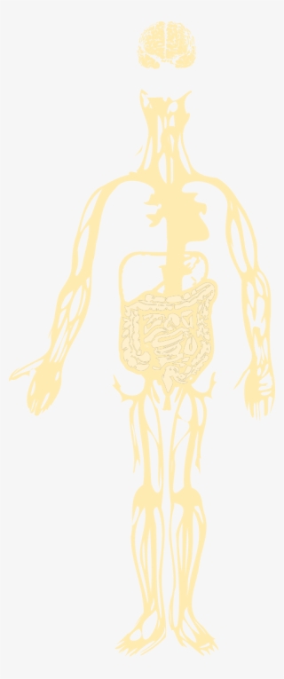gut brain axis - illustration