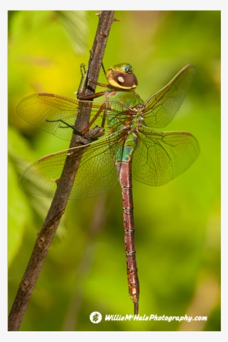 Willie Mchale Darners - Damselfly