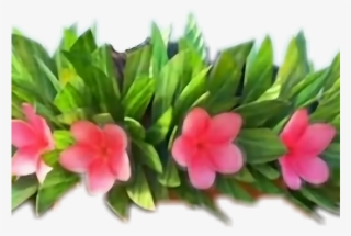 Hawaii Clipart Flower Crown - Moana With Flower In Her Hair