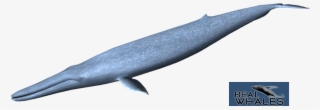 Blue Whale Png - Blue Whale