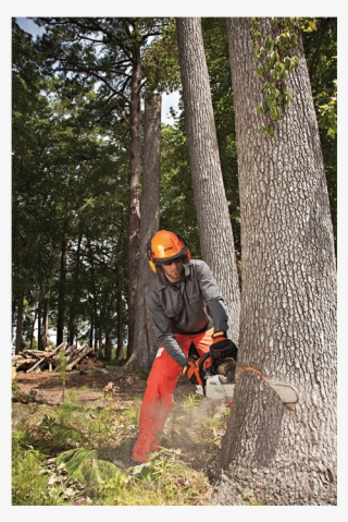 2019 Stihl Ms 880 Magnum In Greenville, North Carolina - Stihl Chainsaw Cutting Down Tree
