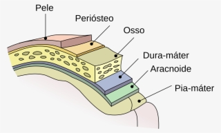 Layers Of Brain Tissue