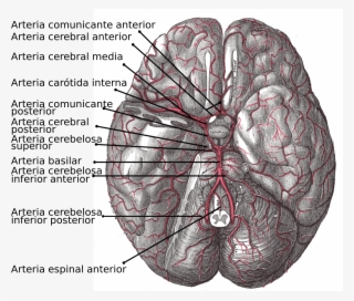 Arterias Centrales Posteromediales