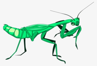 Below Is A Rendering Of The Page Up To The First Error - Mantidae