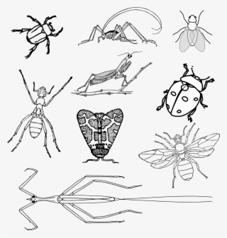 Insects Bugs Beetle - Realistic Bugs Coloring Page