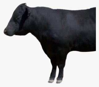 100% Natural - Cattle
