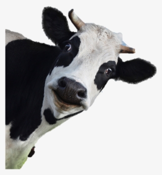 S > 1200x740, For Mobile Wallpaper - Dairy Cow No Background
