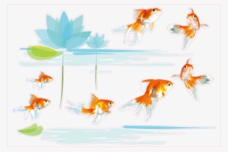 Goldenfish - Bony-fish