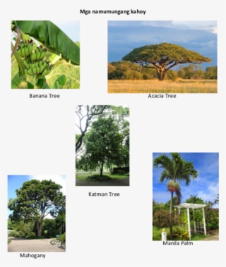 Mga Namumungang Kahoy Banana Tree Acacia Tree Katmon - Roystonea
