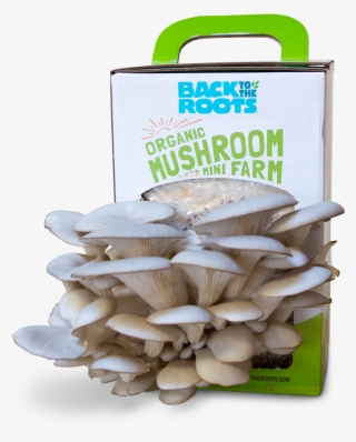 Organic Mushroom Farm - Oyster Mushroom