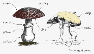 How Can You Identify A Mushroom - Shiitake