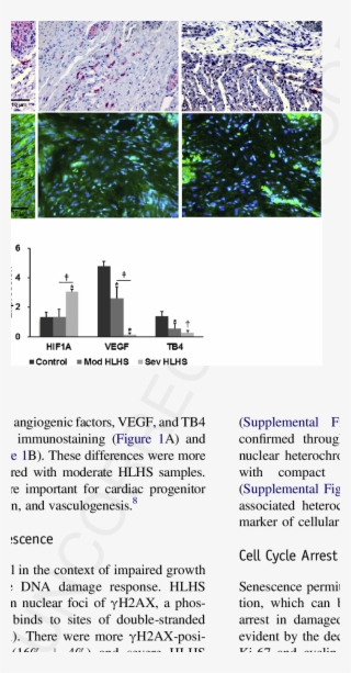 Hif-1a And Downstream Growth Factor Expression In Fetal - Architecture
