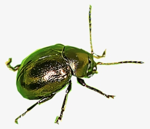 Flea Beetles - Flea Beetles Png
