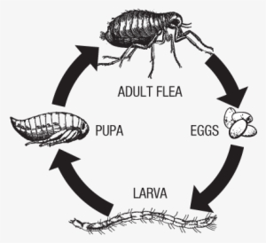 Flea Life Cycle - Flea Life Cycle Diagram