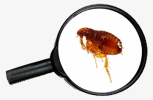 Why It's Important - Flea Under Magnifying Glass