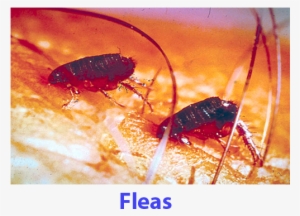 fleas - ticks fleas