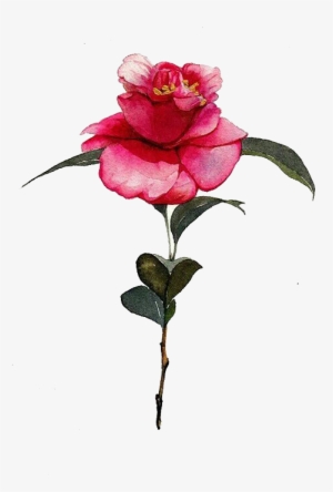 Clip Black And White Library Camellia Drawing Watercolor - Watercolor Painting