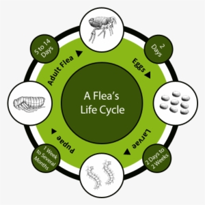 How To Get Rid Of Fleas - Flea