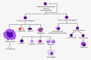 A Simplified Overview Of Normal Human Hematopoiesis - Diagrama De La Hematopoyesis
