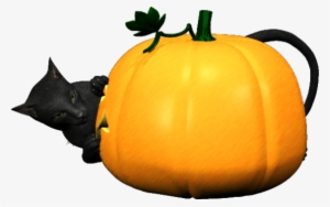 Pumpkin-150 - Gourd