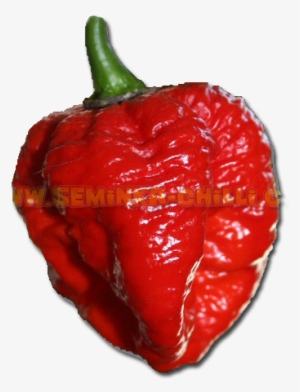 Chilli Png Download - Infinity Chili